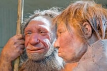 ヒト女性とネアンデルタール人男性の交配、多くを占めた可能性　DNA解析で判明