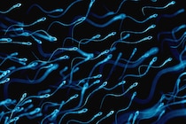 禁欲は精子の質を低下させる可能性　英研究が示唆