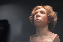 ネアンデルタール人絶滅、近親交配が主因ではない　ネイチャー研究が示唆