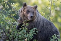 イタリアのヒグマ、「おとなしい」方向に進化か　攻撃的な個体を人が排除した影響