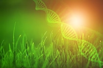 ダーウィンを更新する　生物学者が立ち返る古い理論、進化の謎を解く鍵に