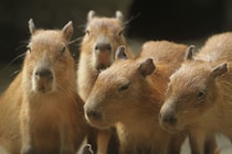 カピバラの群れが州議会に乱入　正面玄関から悠々と　ブラジル