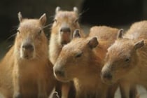 カピバラの群れが州議会に乱入　正面玄関から悠々と　ブラジル