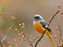 【思考をキレイにする旅の仕方（448）】冬鳥の旅から１年を感じる