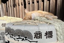 うっかりしたら100歳まで生きる社会で、「プロ老人」に学ぶ生き延び方