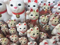 凶暴化するクマ、独り言をつぶやくイルカ、自殺するライオン――動物たちが人間の知性を超える日