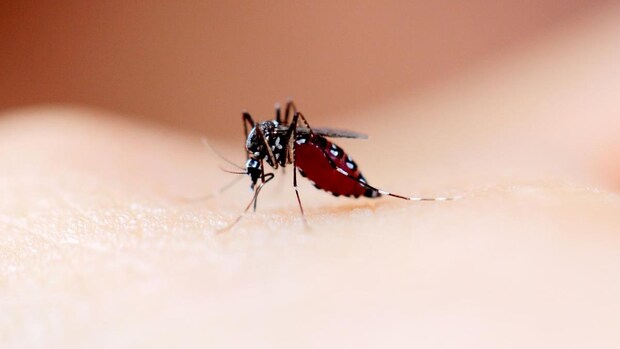 蚊に刺されても痛くないのはなぜ？ 痛くない注射の作り方｜ろう