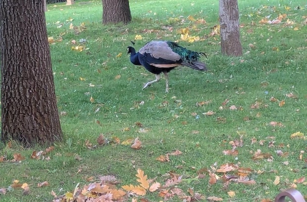 2025年11月24日 シャーマンの野望｜辛酸なめ子