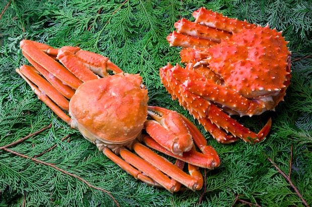 タラバガニとズワイガニ 5324851