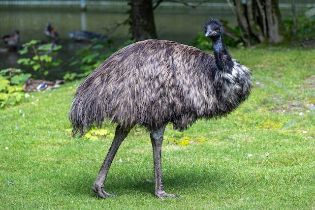 Emu, Dromaius novaehollandiae standing in grass in its habitat 82235473