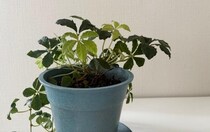 「嬉しい」生活