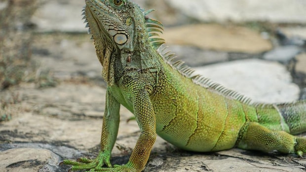 子供のときだけじゃない。かっこつけは大人になった今も|盛山晋太郎