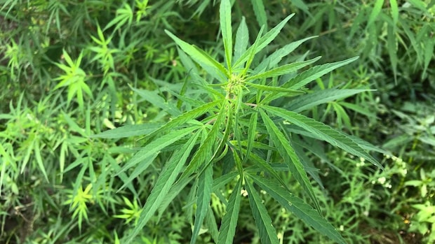 「手押し魔神BOO」大麻リキッドを売りまくって、人生終わりかけた話。｜Z李