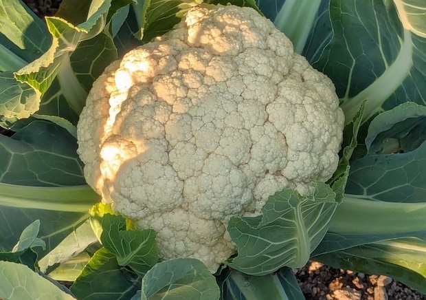 2025年12月17日 チャッピーが常識人に……｜辛酸なめ子