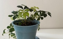 「嬉しい」生活