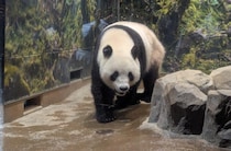 2025年12月25日 パンダとのお別れ｜辛酸なめ子