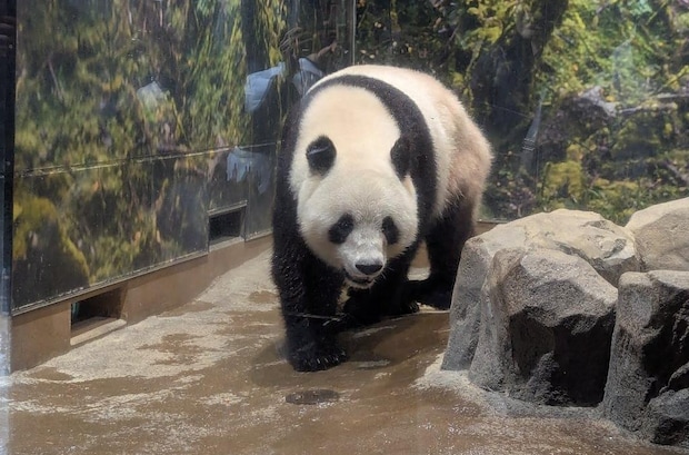 2025年12月25日 パンダとのお別れ｜辛酸なめ子