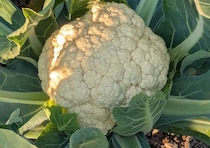 2025年12月17日 チャッピーが常識人に……