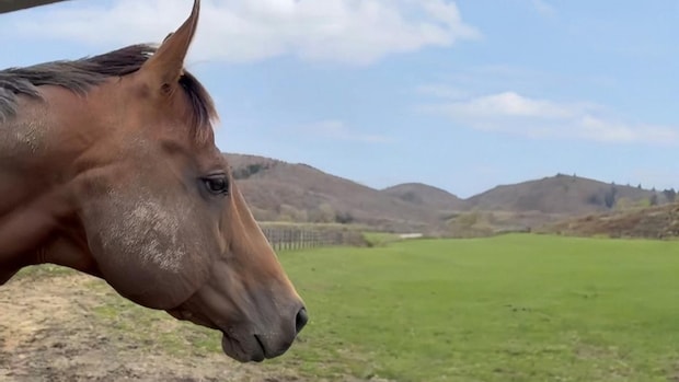 「ゼウスサンダーが駆けた日」闇金で借りた金は競馬で返済しよう｜Z李