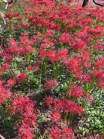 ちょっと怖い彼岸花