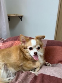 趣味を絶賛探し中