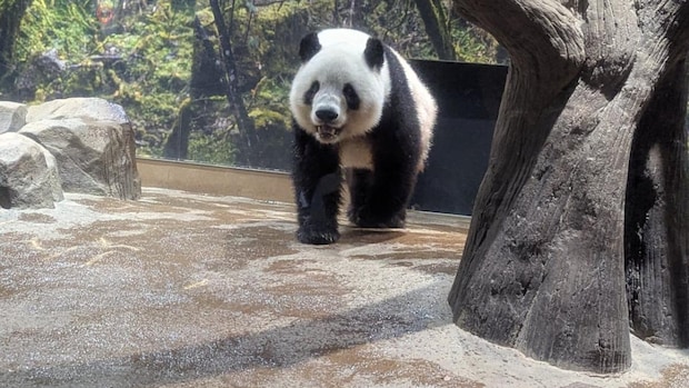 2026年1月29日 パンダ後の展望|辛酸なめ子