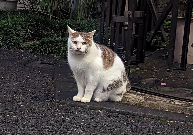 日本語を喋れるだけで生きていける時代がくる！　辛酸なめ子が“スピリチュアル界隈”で聞いた話｜辛酸なめ子