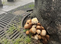 金色のヘラクレスオオカブトの夢と、10時間スヤスヤ眠る私の中にある「売れないスイッチ」