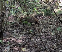 辛酸なめ子のスピリチュアル体験！　‶お稲荷さん”と話せる人に会いに行ったら……
