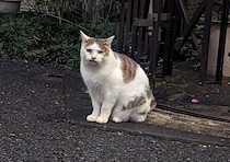 日本語を喋れるだけで生きていける時代がくる！　辛酸なめ子が“スピリチュアル界隈”で聞いた話