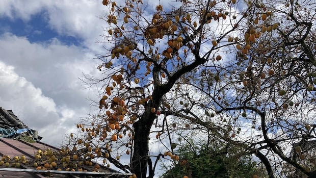帰りの乗車券はとらずに、山梨塩山｜大平一枝