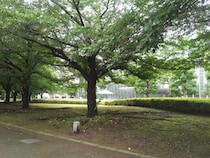 富士山の龍脈パワー！　六本木の隠れパワースポットと、パワー奪われスポット｜辛酸なめ子