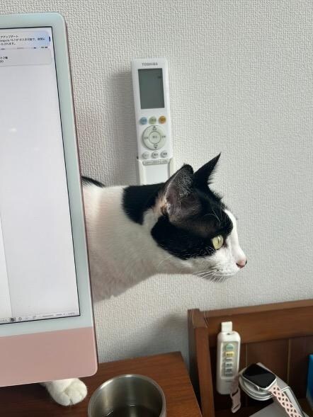 日常に舞い降りてきた天使｜山野海