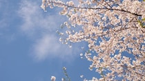 強制ではないボランティアとしての「翼賛」