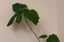 声かけと手の温もり｜佐津川愛美