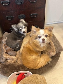 二人の「かよさん」｜山野海