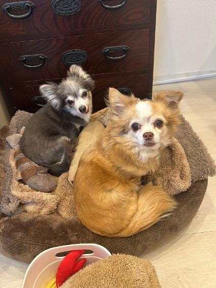 二人の「かよさん」｜山野海