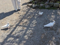 2026年4月30日 神社の学び