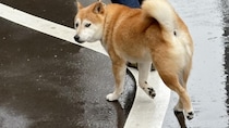 牛乳パンの価格も上がった（3月26日）―書いたエッセイの内容を覚えていない。