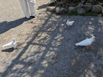 2026年4月30日 神社の学び