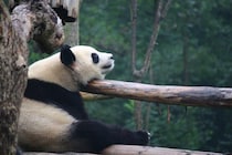 はるばる中国の四川省まで行って、パンダのうんこ掃除をしてきた！｜藤岡みなみ