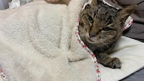 「猫は先に死ぬ。それでも一緒に生きたい」大学で震えていたトラちゃんとの出会いと別れ｜小島和男