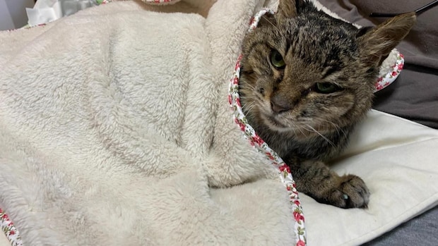 「猫は先に死ぬ。それでも一緒に生きたい」大学で震えていたトラちゃんとの出会いと別れ｜小島和男