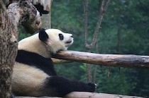 はるばる中国の四川省まで行って、パンダのうんこ掃除をしてきた！