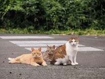 猫における「生まれてこないほうが良い」を実践する活動が猫を幸せにする｜小島和男