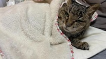 「猫は先に死ぬ。それでも一緒に生きたい」大学で震えていたトラちゃんとの出会いと別れ