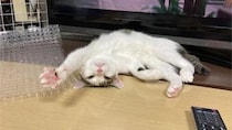 「猫がいるから、この世界は少しましになる」人生を続ける理由としての猫