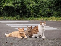 猫における「生まれてこないほうが良い」を実践する活動が猫を幸せにする