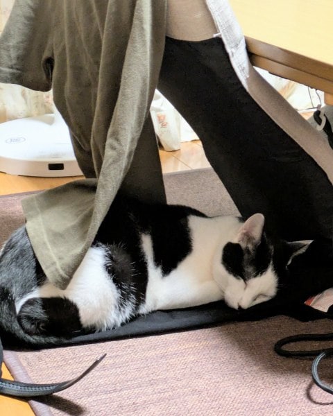黒ズボンをベッドに猫すやすや 息子の服が猫毛まみれに