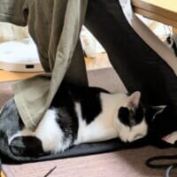 黒ズボンをベッドに猫すやすや　息子の服が猫毛まみれに